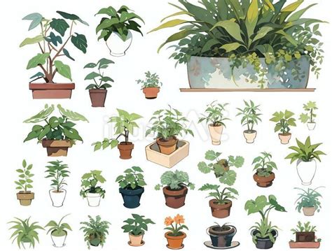 屋內植物 問感情怎麼問